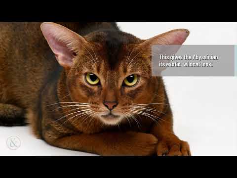 Fascinating Facts About the Abyssinian Cat  | Mittens and Max