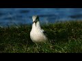 Ring Billed Gull Explores The Lake Shore And Parking Lot Birds Nature Gulls