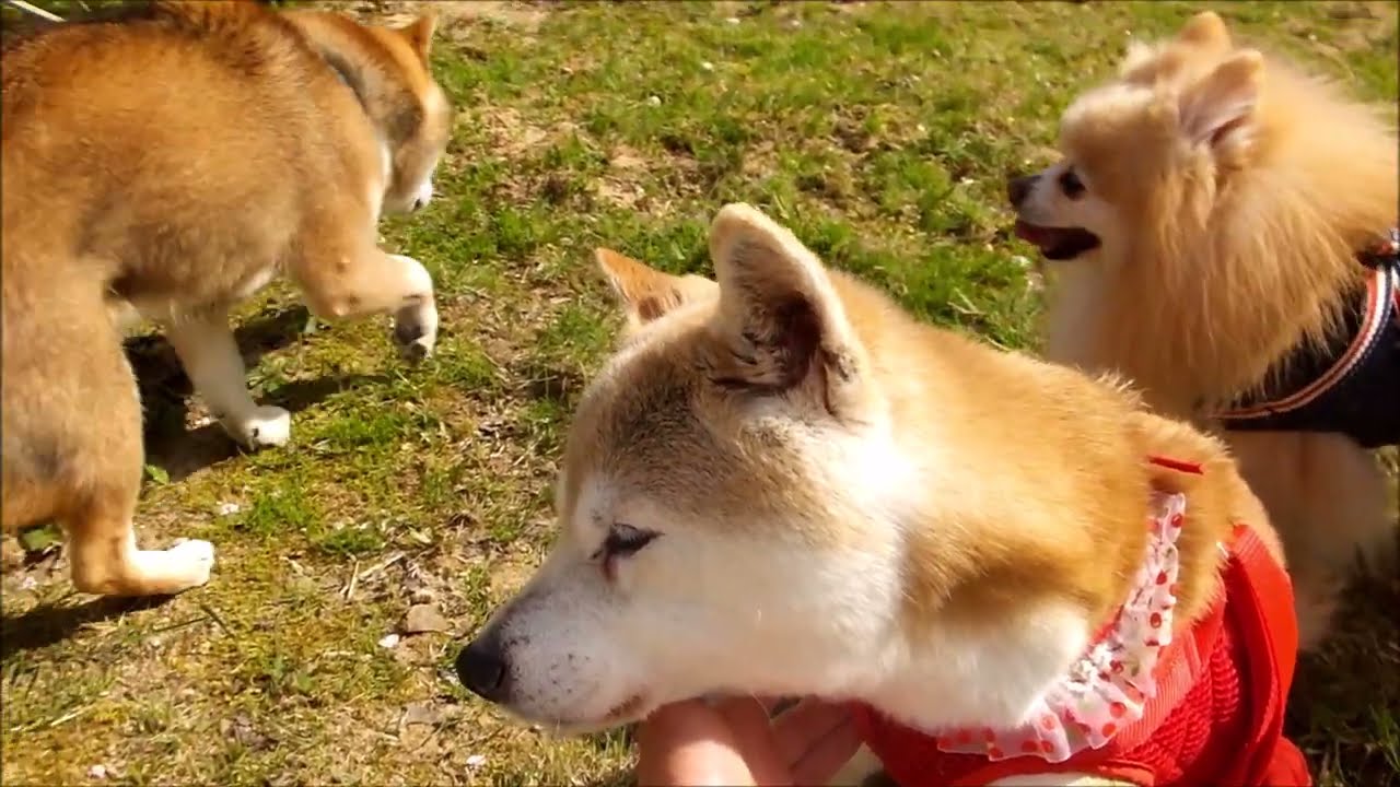2021年春 柴犬いちごとめろん（もうすぐ17才） ポメラニアンライム お山のお花見