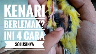 Download lagu 4 WAYS TO REMOVE CANARY FAT mp3 Download lagu 4 WAYS TO REMOVE CANARY FAT mp3