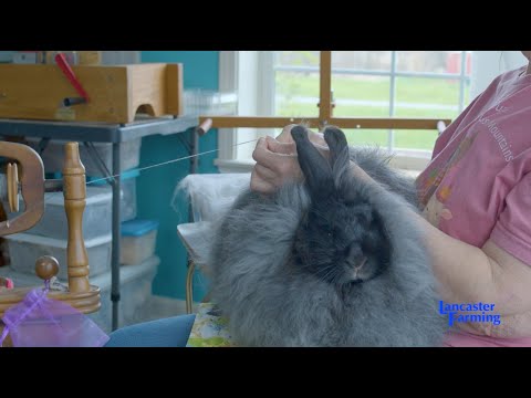 Spinning Yarn Straight from an Angora Rabbit