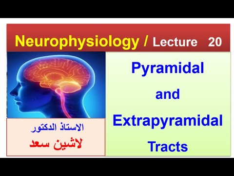 Motor system/pyramidal and Extrapyramidal tracts/Lashin Saad