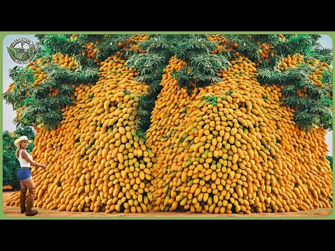 How Millions Tons of Mangoes Are Processed - Amazing Mango Farming For Fresh & Juice  Let's Dive In!