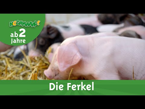 Wir besuchen die Ferkel - echter Film für Kleinkinder ab 2 Jahre!