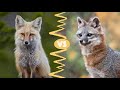 Red vs. Gray Fox: What's the Difference?