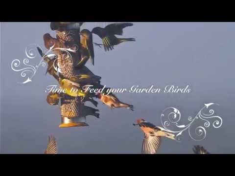 Feeding my garden birds every day thumbnail