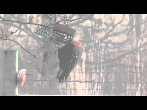 Pileated Woodpecker at the Improvised Upside-Down Suet Feeder: 22 Feb 2016