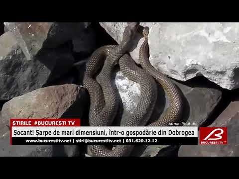 Socant! Sarpe de mari dimensiuni, intr-o gospodarie din Dobrogea