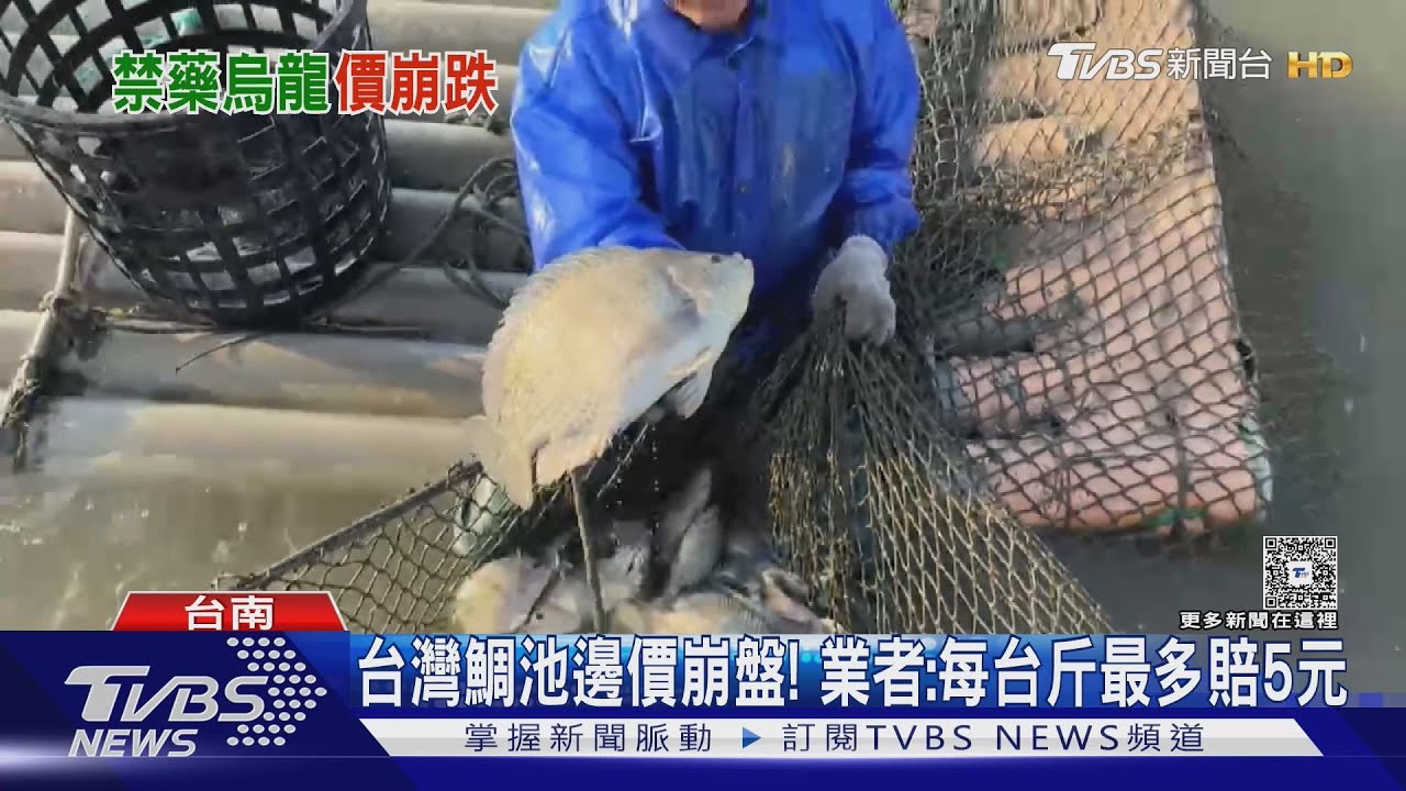 等不及關稅調降!台灣鯛池邊價崩盤 業者:賣就虧錢
