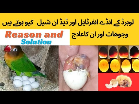 Love birds eggs infertile and dead in shell problems and solution