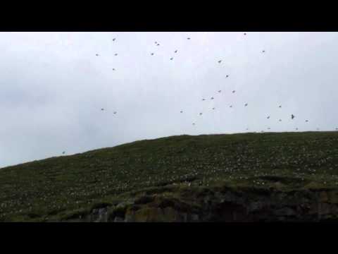 A few of the Puffins at the Shiant Islands from Hebridean Whale Cruises, Gairloch.
