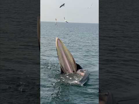 gia đình phát hiện con cá voi khổng lồ