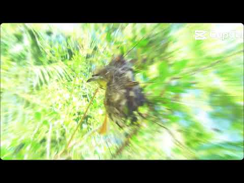 capture on sony Xperia 1 ii