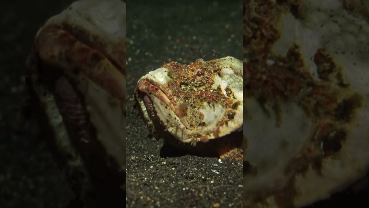 Devil Scorpionfish, or False Stonefish #nature #ocean