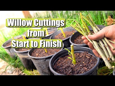 image-How do you propagate curly willow?