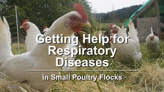 Getting Help for Respiratory Diseases in Small Poultry Flocks