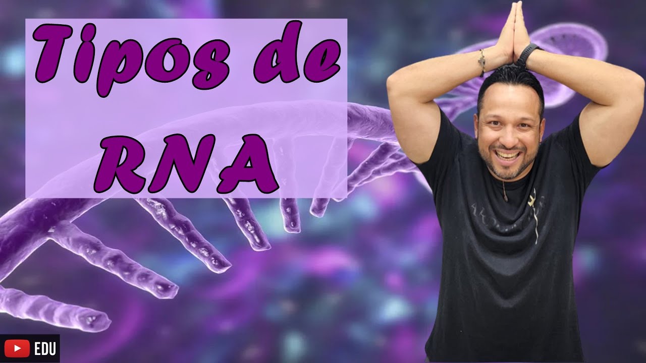 Tipos de RNA - Mensageiro / Transportador / Ribossômico / Micro - Ácidos Nucleicos - Bioquímica