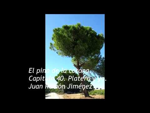 El pino de la corona - Platero y yo. Juan Ramón Jiménez