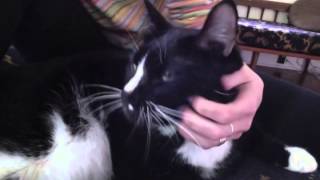 ME AND THE BEES- THE SOFTIES