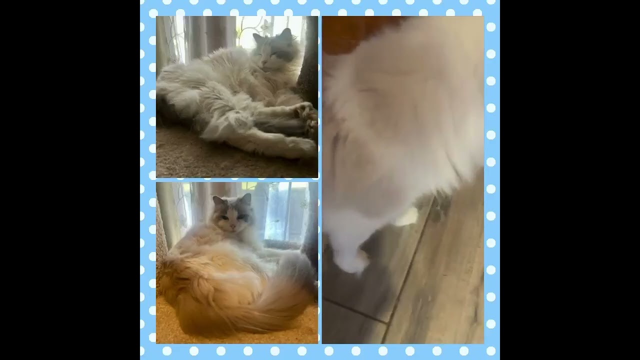Enlarge Baymax, a ADOPTABLE mixed breed in Ennis, TX video 3/3
