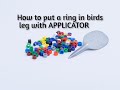 How to put a ring  in birds leg with APPLICATOR