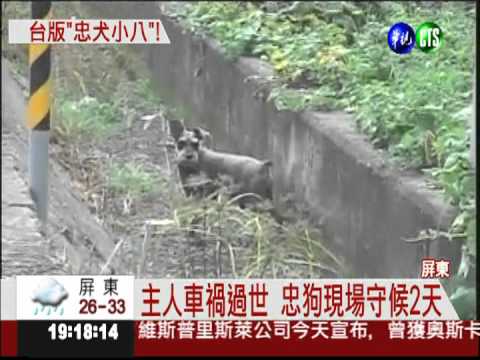 老翁車禍身亡 忠狗現場守候2天