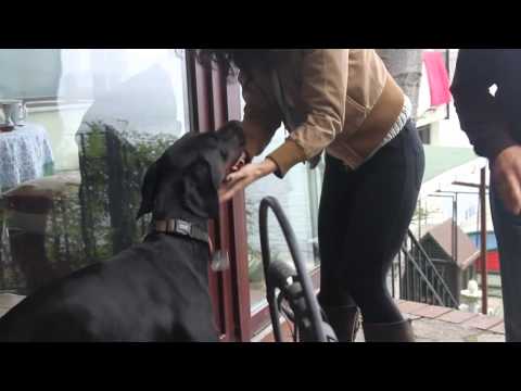 Banu Gökyar'ın sunumuyla köpeklerin hayati ve onlarin bize verdigi mutluluk..."Sokak"