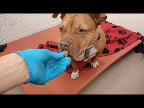 Rayne 4y A848847@TRN, aus Zwinger 184 PACC Tierheim, wir hatten ein schönes Kennenlernen, wir wur...