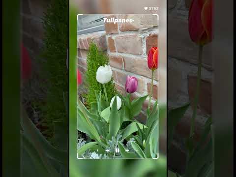 Tulipanes 🌷 Así los recuerdo año tras año 🤩