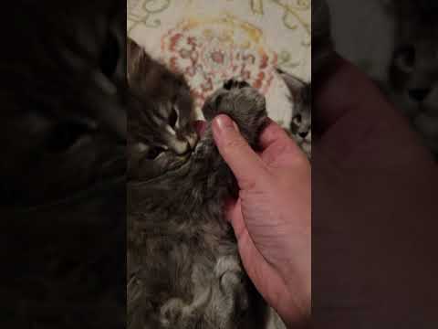 3 extra toes polydactyl maine coon