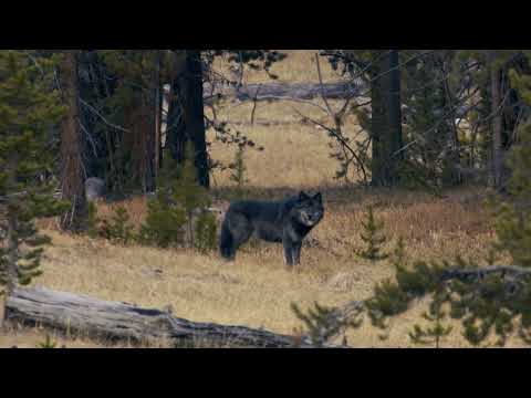 Alpha Wolf Summons the Pack (original audio)