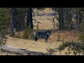 Alpha Wolf Summons the Pack (original audio)