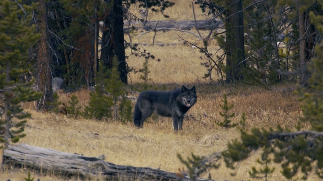 Alpha Wolf Summons the Pack (original audio)