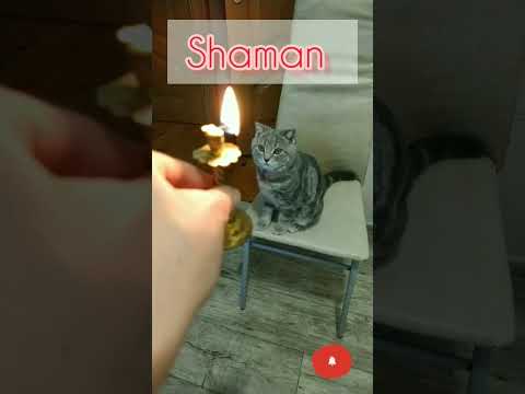 Respect Cats | Milik Shaman #respect