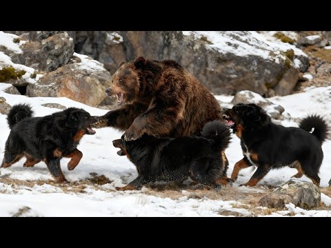 Unbelievable Moment a Tibetan Mastiff Defended the Herd from a Bear