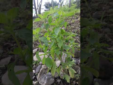 pohon balakama atau cemagi