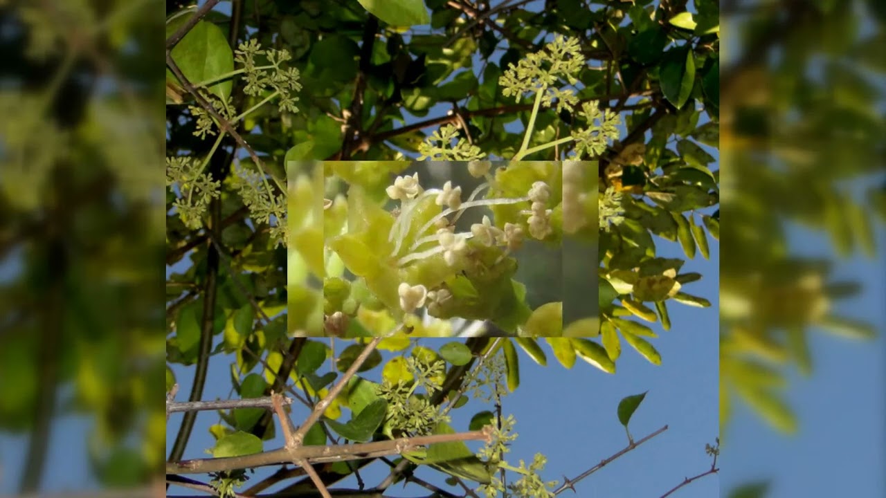 Herbier Numérique Garabato ( Pisonia aculeata ) - YouTube