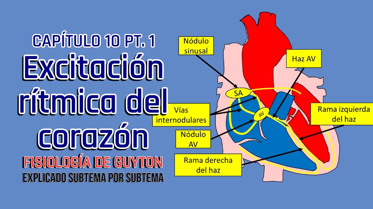CAP 10 (1/2) Excitación rítmica del corazón l Fisiología de Guyton