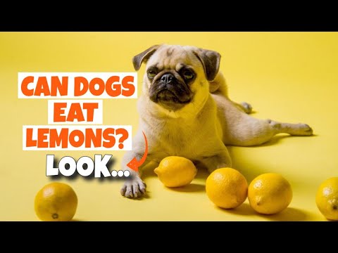 ¿CAN DOGS EAT LEMONS? 🐶🍋What to do if your Dog Ate