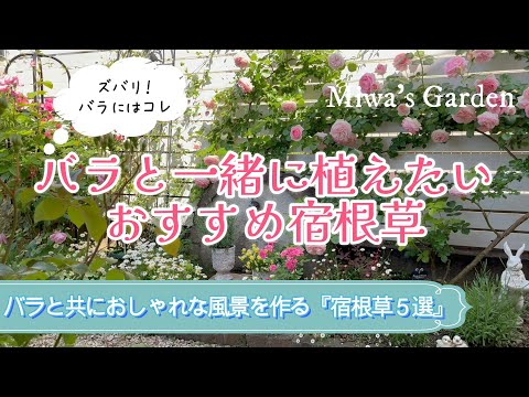 美しいバラの茂みを育てるにはどうすればよいですか？マスターすべき 6 つの基本的なジェスチャー  庭園