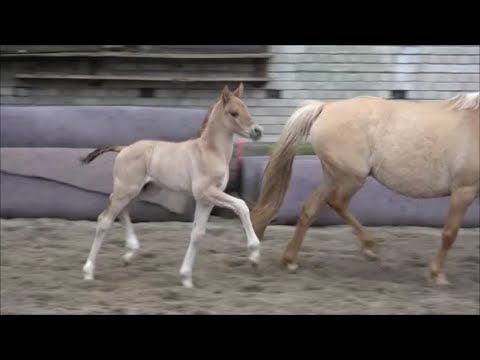 *2022 Hengst von Bon Royal - Creme Brulee vH