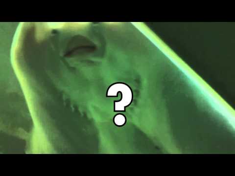 DiRTY DoCKeRZ - STiNGRaY