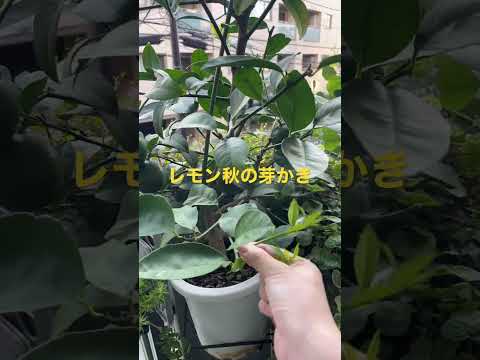 園芸 レモンイエローのハイビスカス