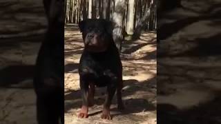 preview picture of video 'Large size Rottweiler import breed.'