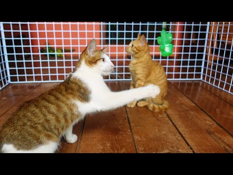 Two cats never deny to play all time