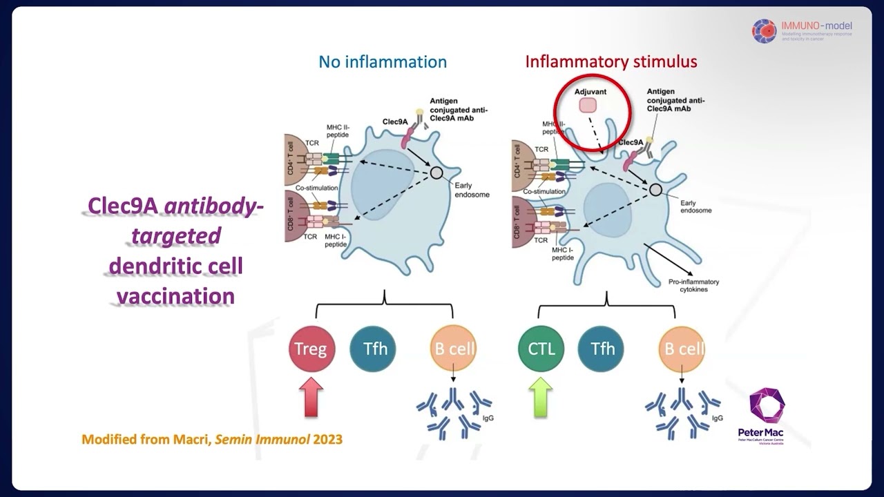 IMMUNO MODEL WEBINAR 04 Dendritic cells and immunotherapy