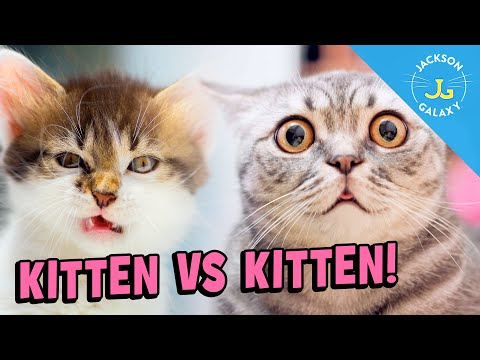 Kittens & Rough Play: A Little Age Difference = A lot of Trouble