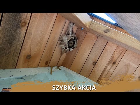 Szybka akcja - usuwanie gniazda szerszeni na wysokości