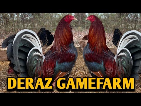 Cecil Davis Kelso Dan Gray Roundhead Leiper - DERAZ FARM