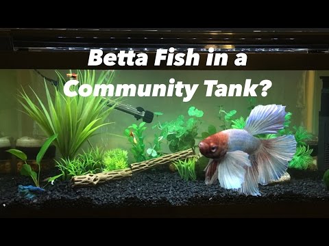 Can a Betta Fish live with other fish.